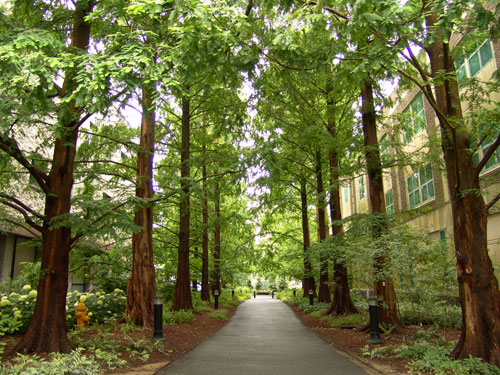 scott-arboretum-woody-plants