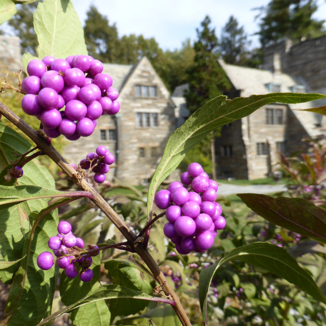 Callicarpa-Purple-Pearls-R-1-JWC